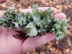 Parmotrema perforatum