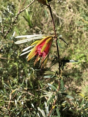Lambertia formosa