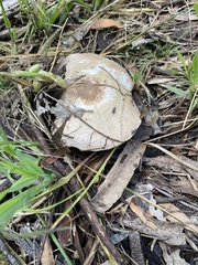 Leucopaxillus eucalyptorum