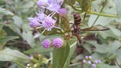 Pseudosphex melanogen