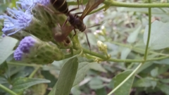 Pseudosphex melanogen