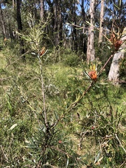 Lambertia formosa