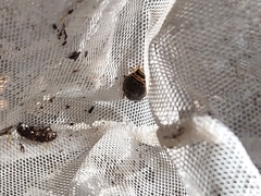 Thermonectus nigrofasciatus nigrofasciatus