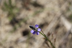 Comesperma calymega