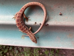 Elgaria multicarinata multicarinata
