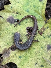 Hemidactylium scutatum