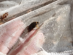 Thermonectus nigrofasciatus nigrofasciatus