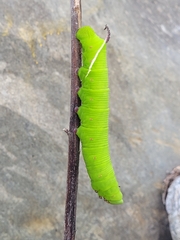 Cocytius antaeus