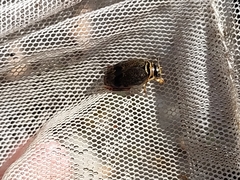 Thermonectus nigrofasciatus nigrofasciatus