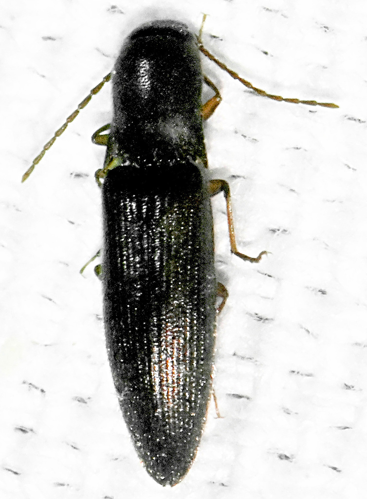 Isabelline Click Beetle
