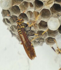 Polistes bequaertellus