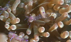 Ancylomenes sarasvati