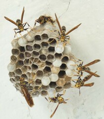 Polistes bequaertellus