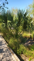 Sabal mexicana