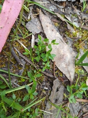 Opercularia ovata