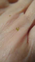 Climacium dendroides