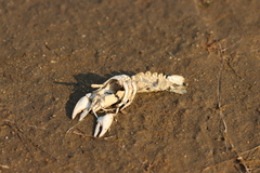 Pacifastacus leniusculus