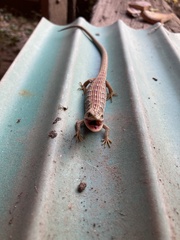 Elgaria multicarinata multicarinata