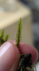 Climacium dendroides