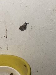 Caracolus marginella