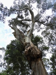 Eucalyptus viminalis