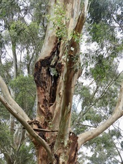 Eucalyptus strzeleckii