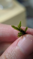 Climacium dendroides