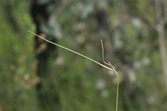 Austrostipa muelleri