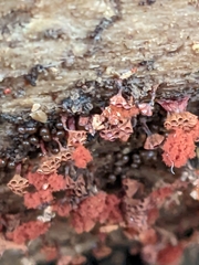 Metatrichia