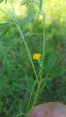 Stylosanthes biflora