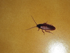 Blaberidae