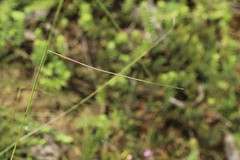 Austrostipa muelleri
