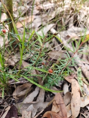 Micrantheum ericoides