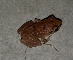 Eleutherodactylus johnstonei