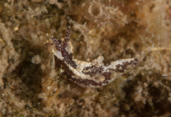 Goniodorididae