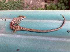 Elgaria multicarinata multicarinata