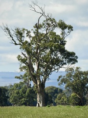 Eucalyptus tereticornis