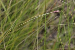 Austrostipa muelleri