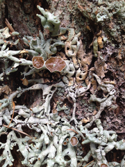 Hypogymnia enteromorpha