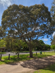 Eucalyptus polyanthemos