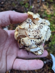 Cantharellus subalbidus