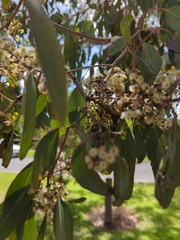 Eucalyptus polyanthemos