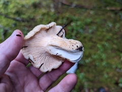Cantharellus subalbidus