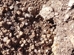 Novomessor albisetosus