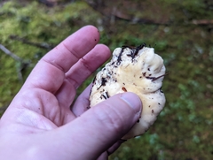 Cantharellus subalbidus