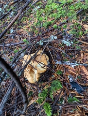 Cantharellus subalbidus