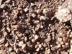 Novomessor albisetosus