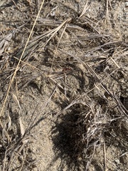 Pogonomyrmex occidentalis