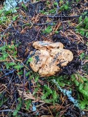 Cantharellus subalbidus