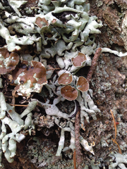 Hypogymnia enteromorpha